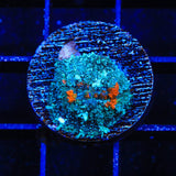 Ultra Persian Rug Mushroom Coral