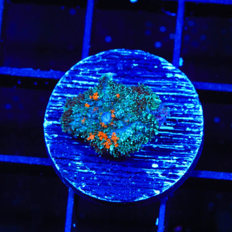 Ultra Persian Rug Mushroom Coral