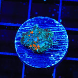 Ultra Persian Rug Mushroom Coral