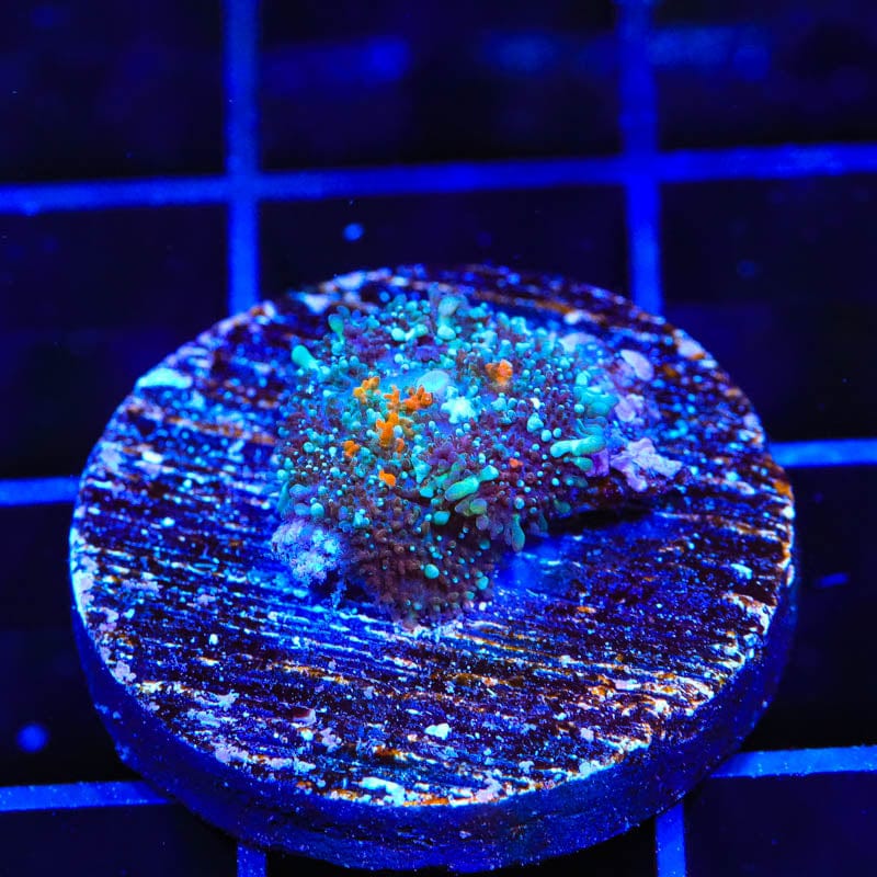 Ultra Persian Rug Mushroom Coral