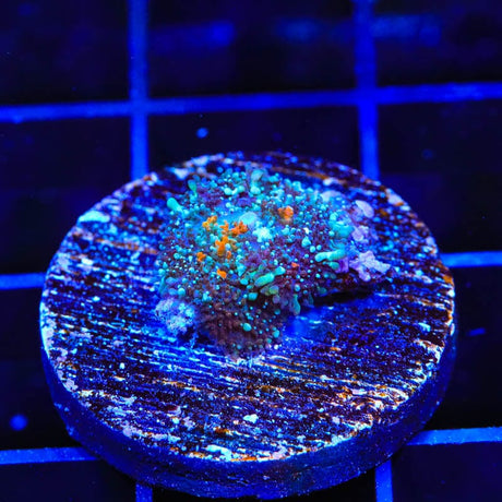 Ultra Persian Rug Mushroom Coral