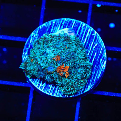 Ultra Persian Rug Mushroom Coral