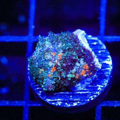 Ultra Persian Rug Mushroom Coral