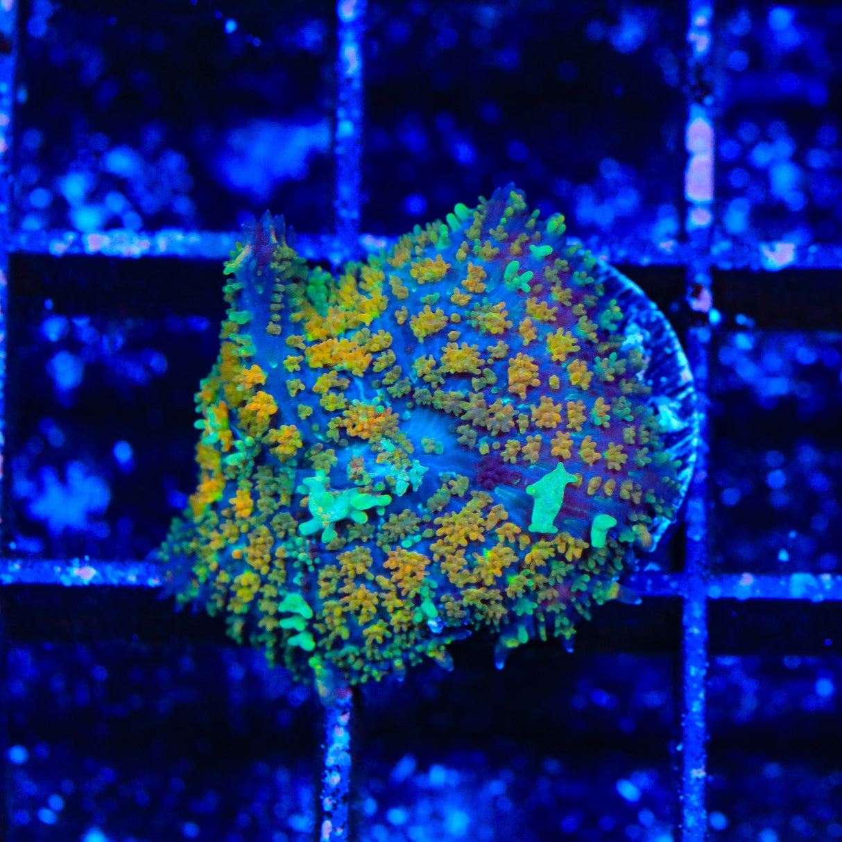 Ultra Persian Rug Mushroom Coral