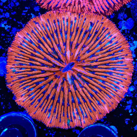Ultra Plate Coral