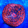 Ultra Plate Coral