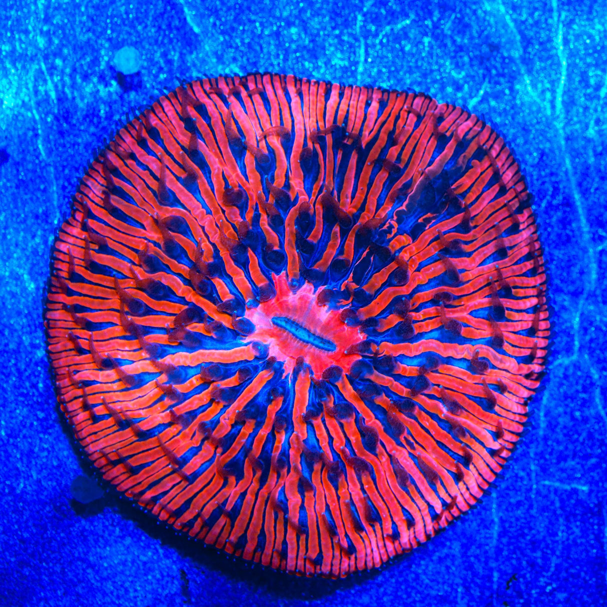 Ultra Plate Coral