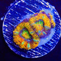 Ultra Rainbow Acan
