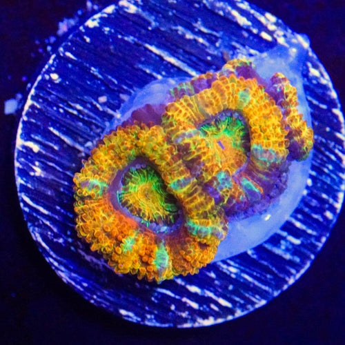 Ultra Rainbow Acan
