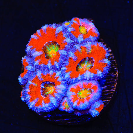 Ultra Rainbow Acan Coral