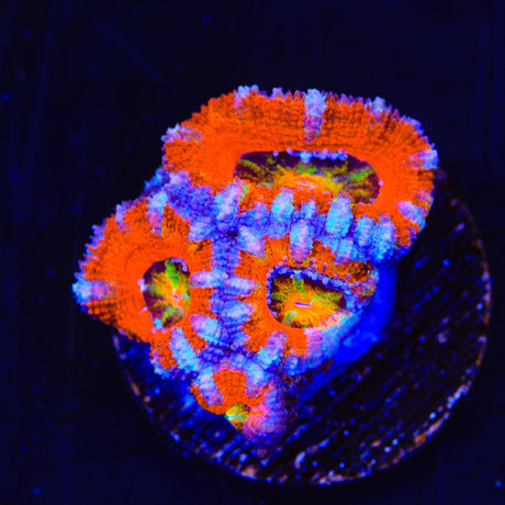 Ultra Rainbow Acan Coral