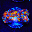 Ultra Rainbow Acan Coral