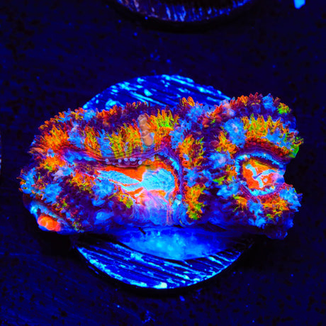 Ultra Rainbow Acan Coral