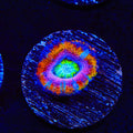 Ultra Rainbow Acan Coral