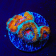 Ultra Rainbow Acan Coral