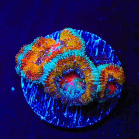 Ultra Rainbow Acan Coral