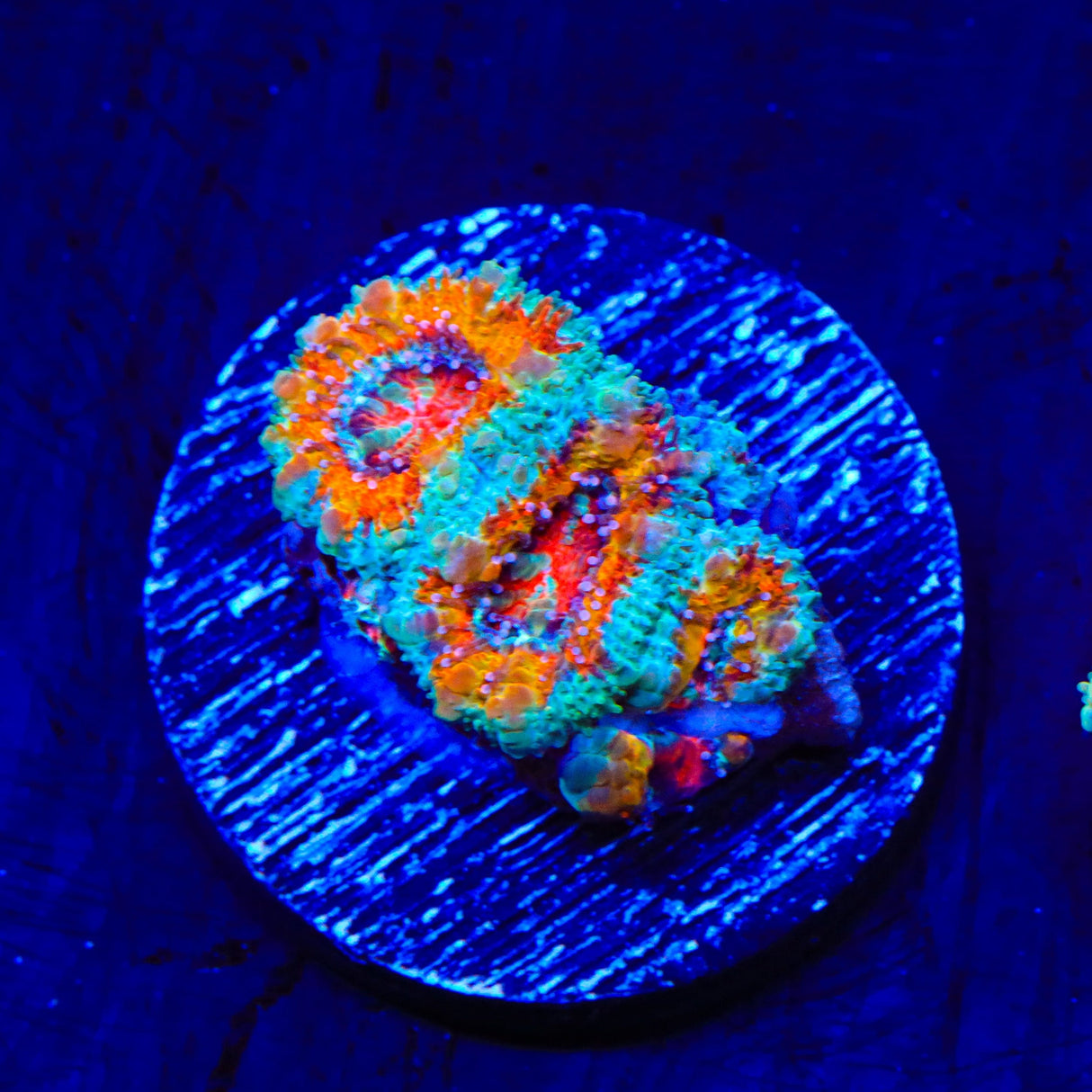 Ultra Rainbow Acan Coral