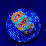 Ultra Rainbow Acan Coral