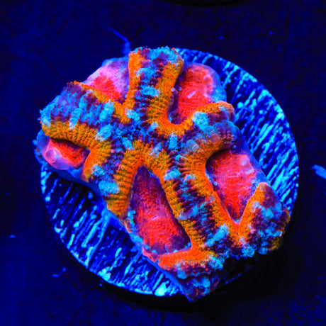 Ultra Rainbow Acan Coral
