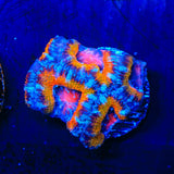 Ultra Rainbow Acan Coral