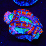 Ultra Rainbow Acan Coral