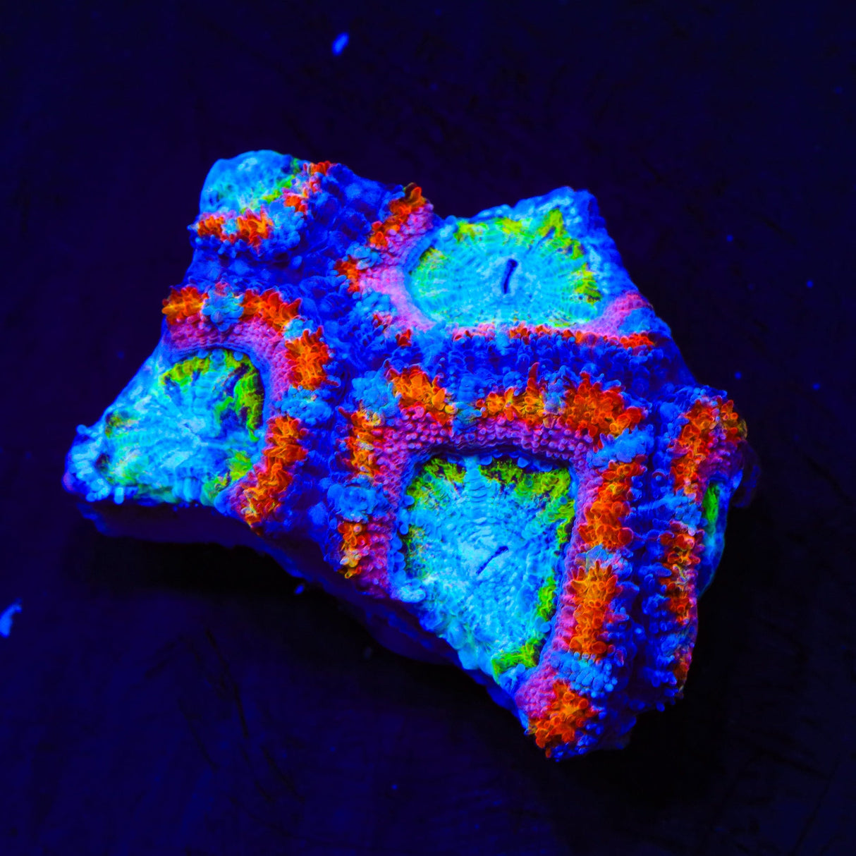 Ultra Rainbow Acan Coral