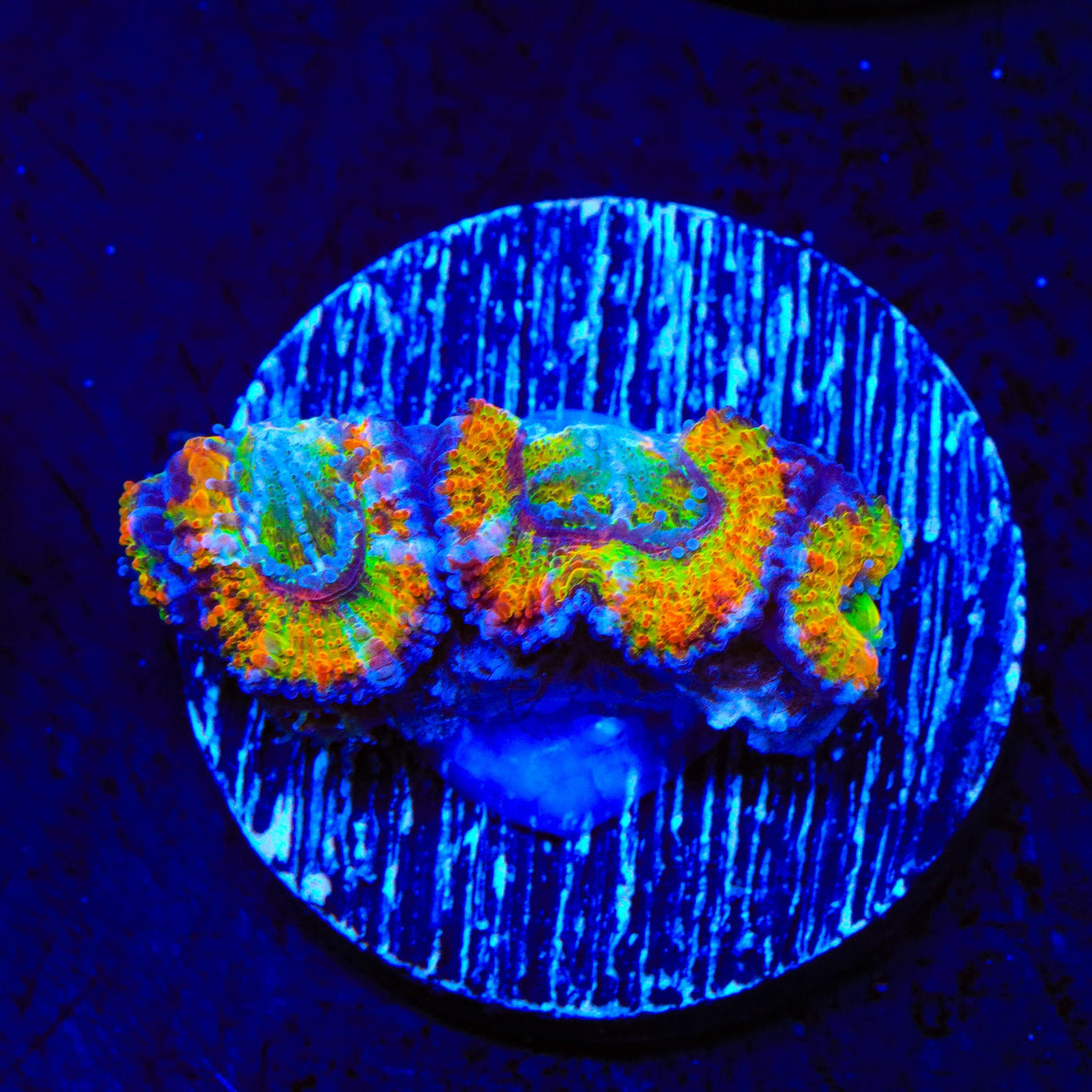 Ultra Rainbow Acan Coral