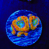 Ultra Rainbow Acan Coral