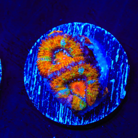 Ultra Rainbow Acan Coral