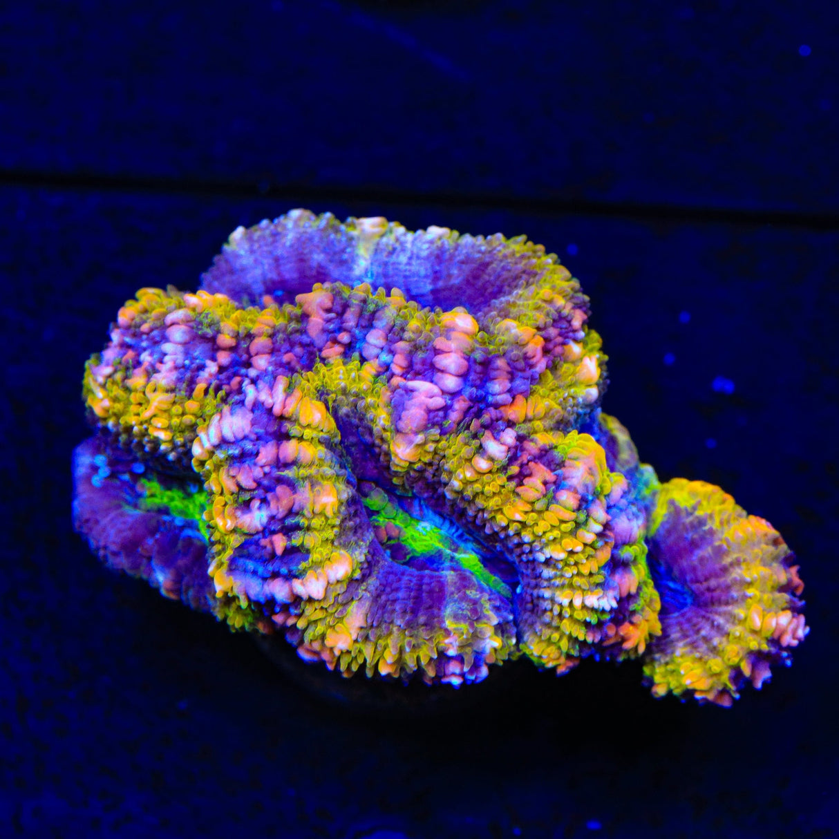 Ultra Rainbow Acan Coral