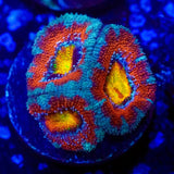 Ultra Rainbow Acan Coral