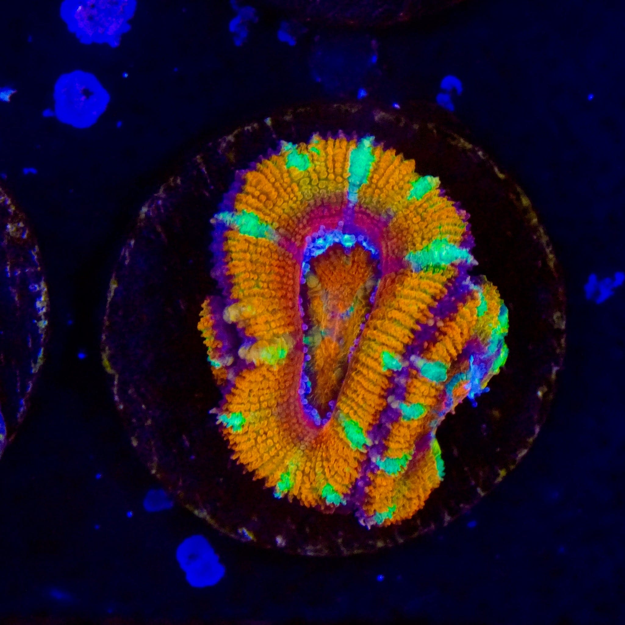 Ultra Rainbow Acan Coral