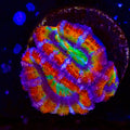 Ultra Rainbow Acan Coral