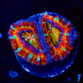 Ultra Rainbow Acan Coral