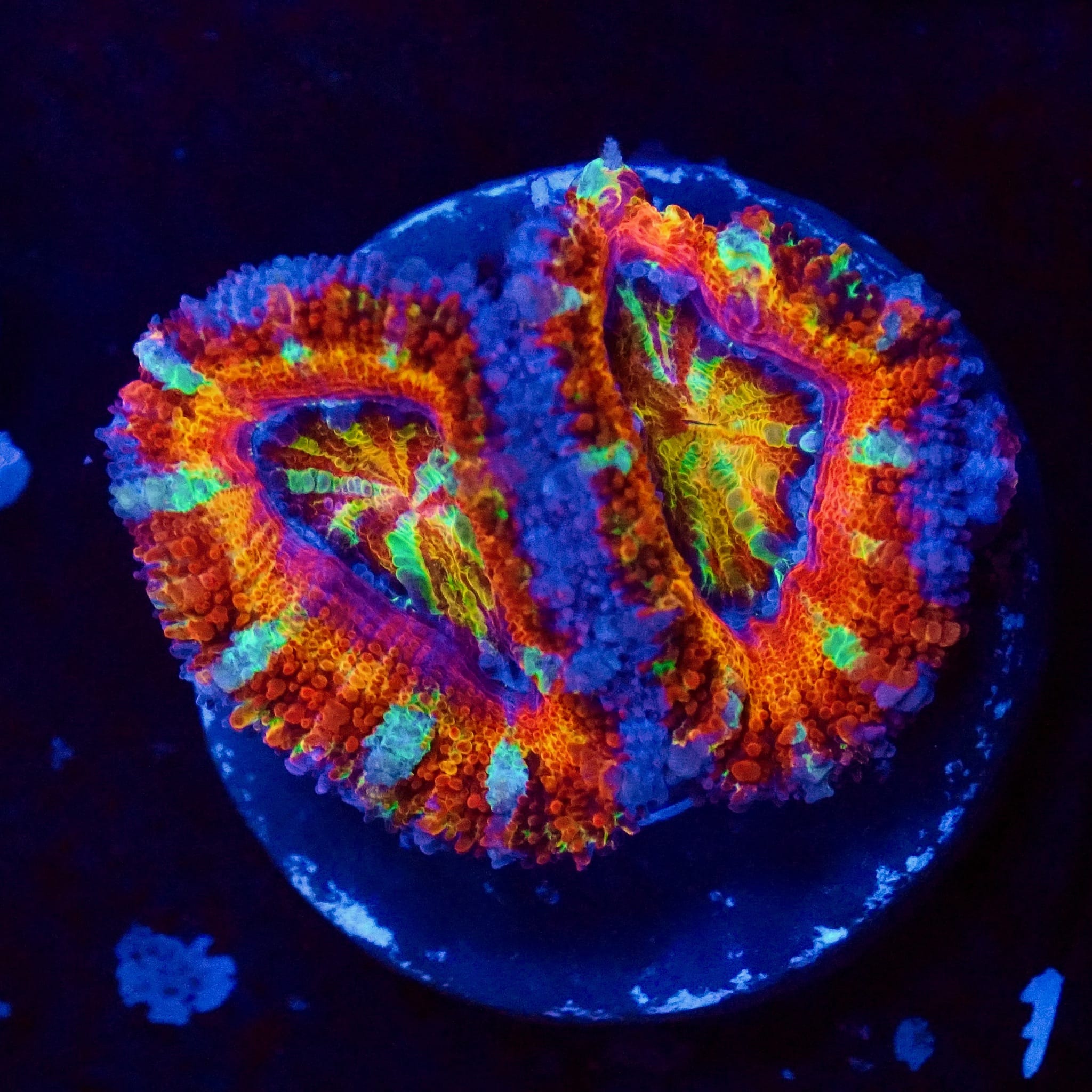 Ultra Rainbow Acan Coral