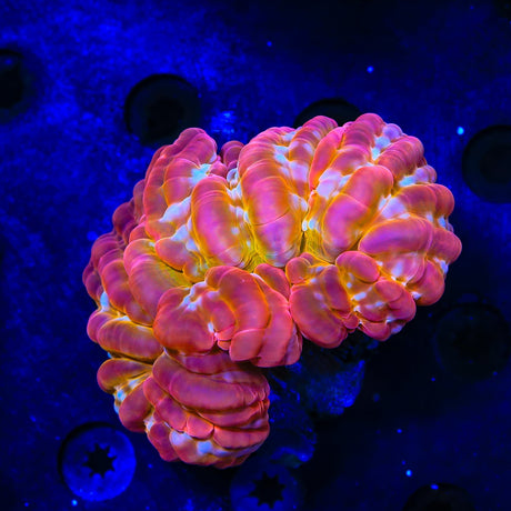 Ultra Rainbow Cynarina Coral