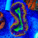 Ultra Rainbow Lobophyllia Coral