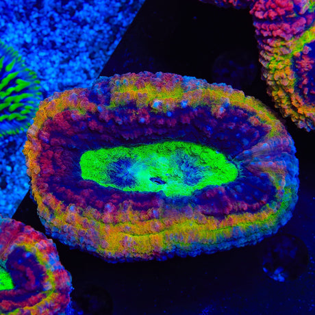 Ultra Rainbow Lobophyllia Coral