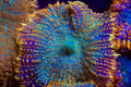 Ultra Rainbow Rhodactis Mushroom