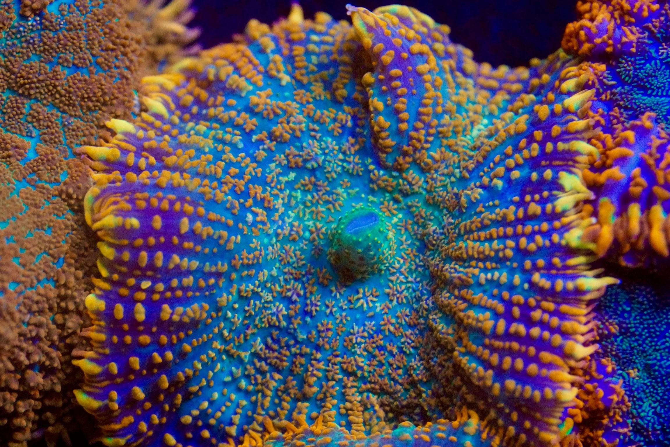 Ultra Rainbow Rhodactis Mushroom