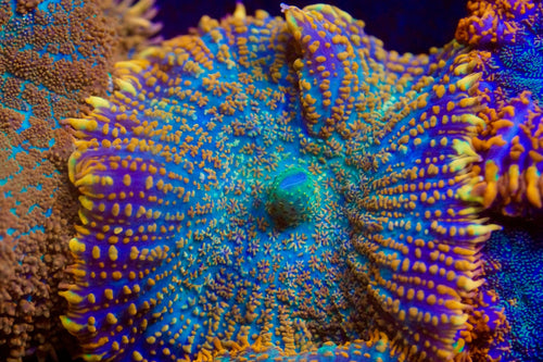 Ultra Rainbow Rhodactis Mushroom