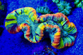 Ultra Rainbow Trachyphyllia Coral