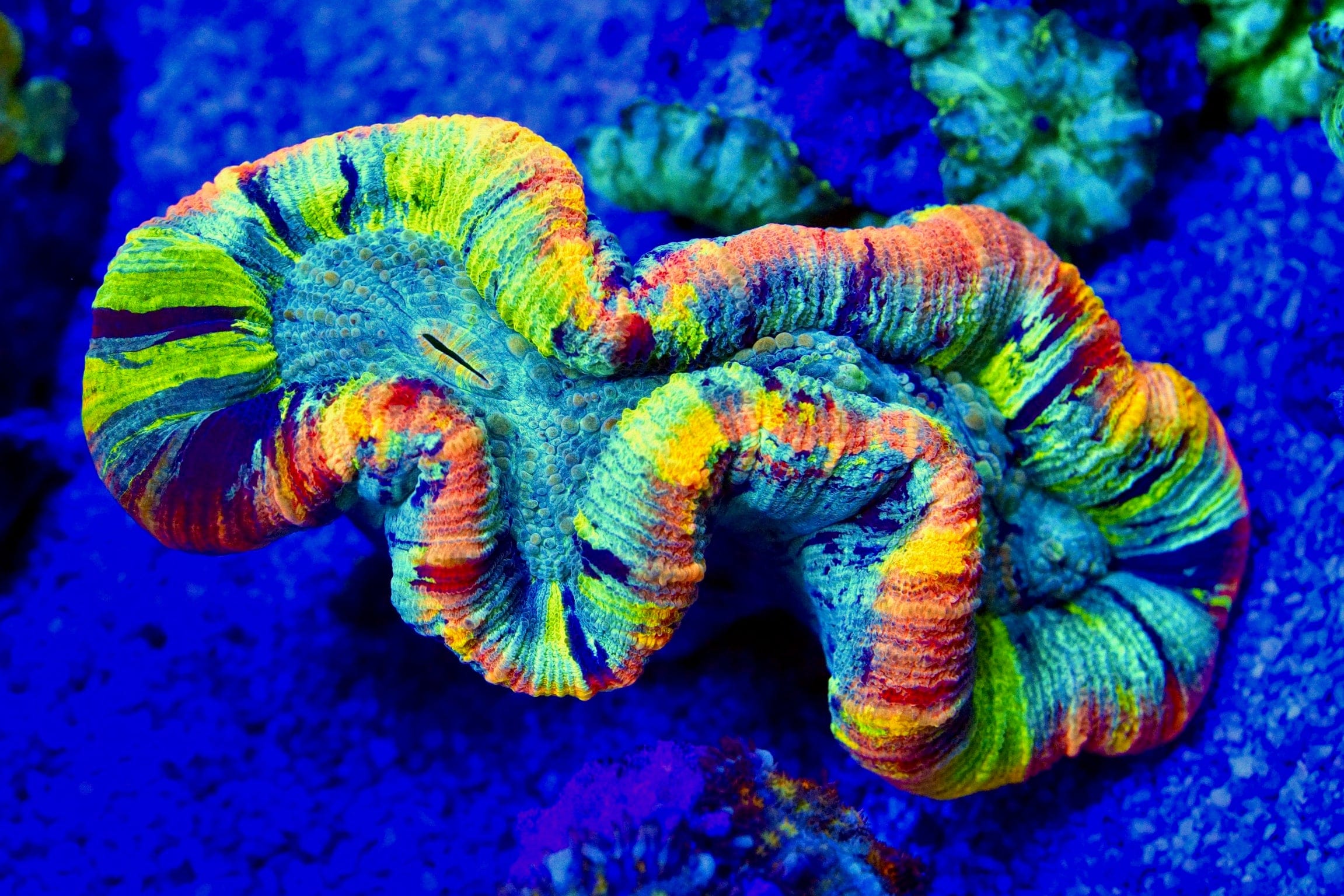 Ultra Rainbow Trachyphyllia Coral