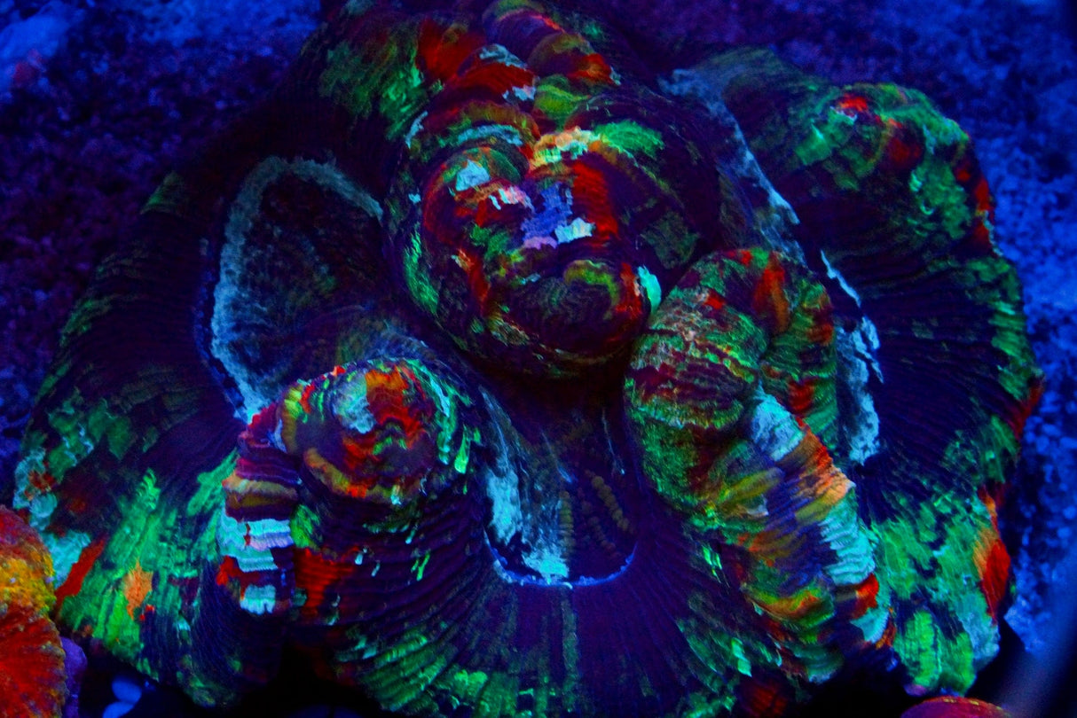 Ultra Rainbow Wellso