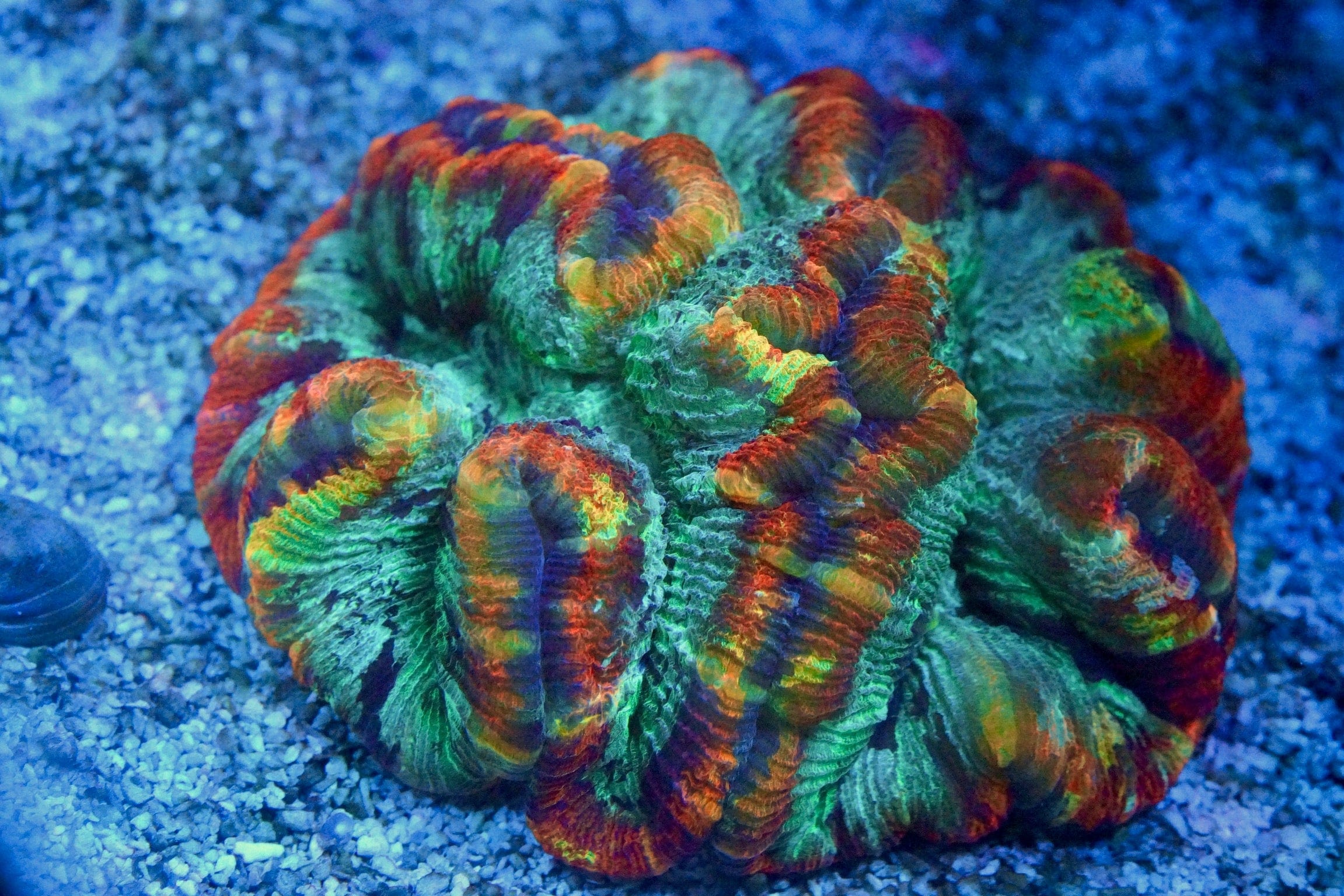 Ultra Rainbow Welso