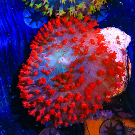 Ultra Red Saint Thomas Mushroom Coral