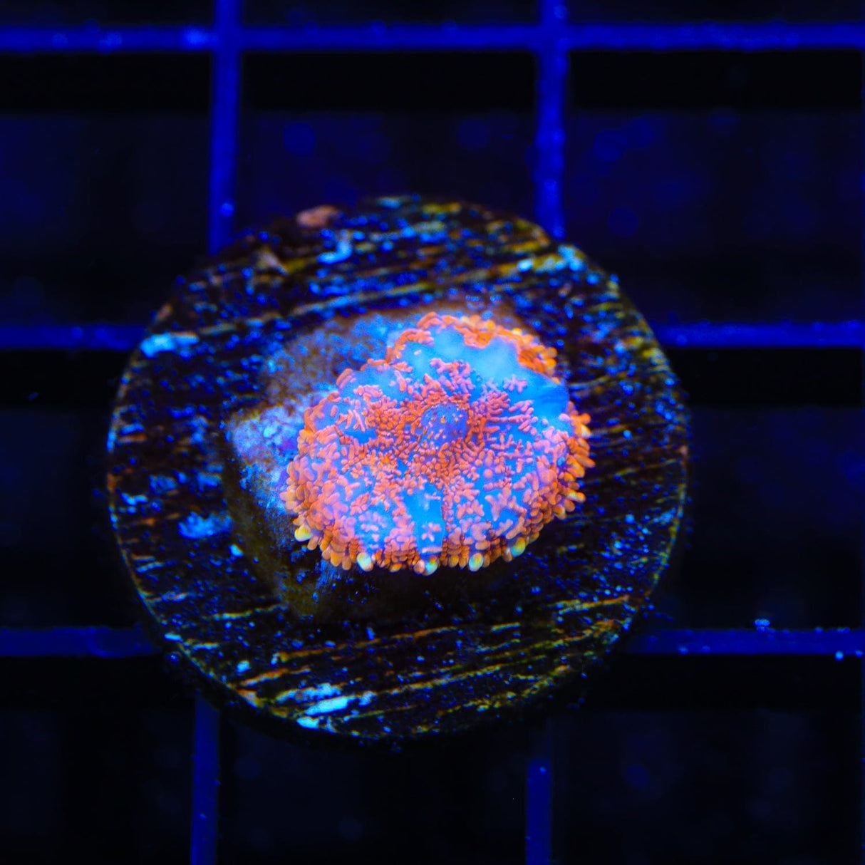 Ultra Rhodactis Mushroom Coral