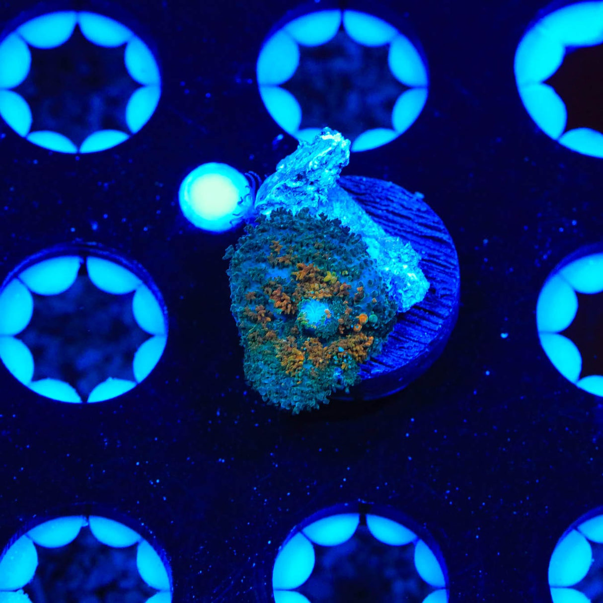 Ultra Rhodactis Mushroom Coral