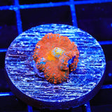 Ultra Rhodactis Mushroom Coral