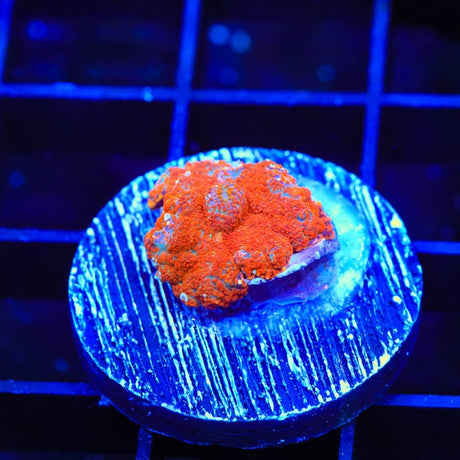 Ultra Rhodactis Mushroom Coral